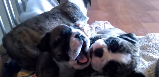 These Sleepy English Bulldog Puppies Will Melt Your Heart!