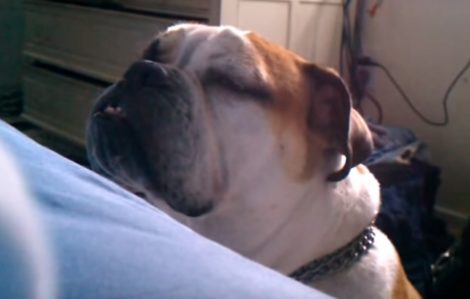 This Silly English Bulldog Is In Direct Competition With…The Alarm Clock??