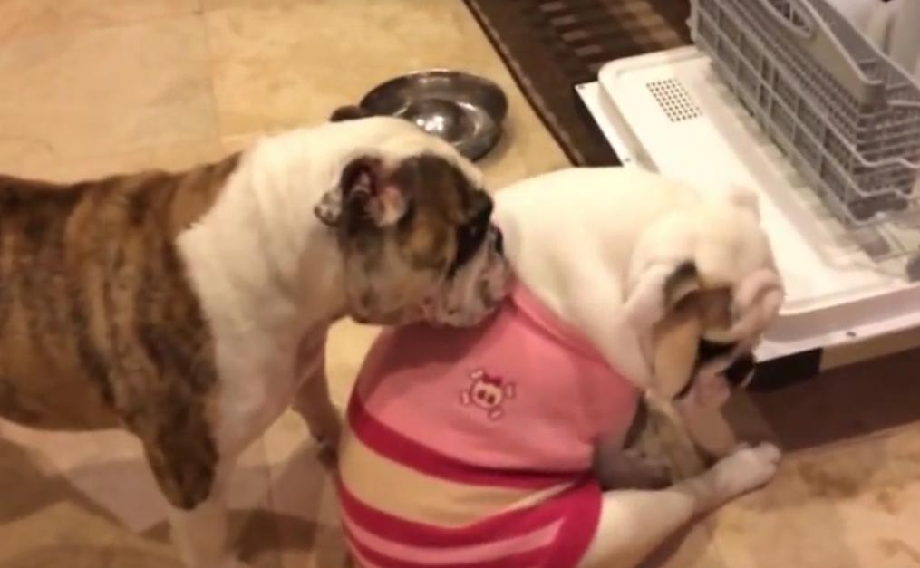 Video: 4 Reasons Why Getting A Bulldog Is An Awesome Idea!