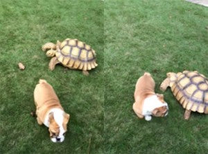 Video: Tortoise Chases English Bulldog Puppy!