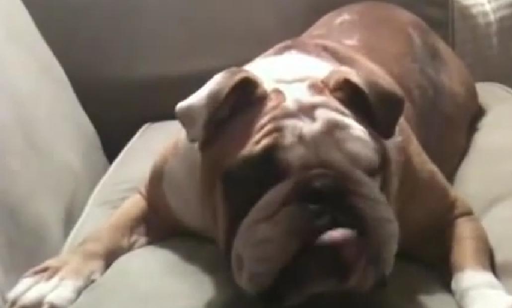 This English Bulldog Just Won't Share The Couch!