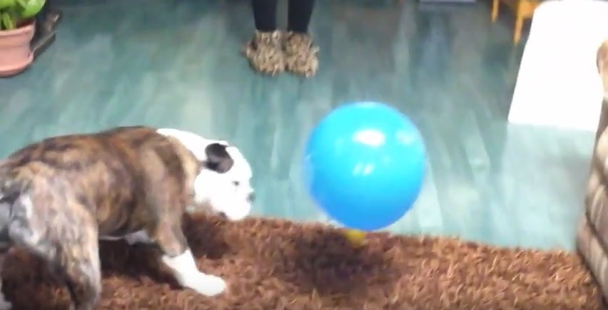 English Bulldog Vs. Balloons!