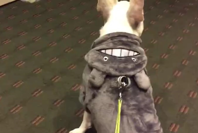 Adorable Bulldog Is Showing Off His New Halloween Costume!