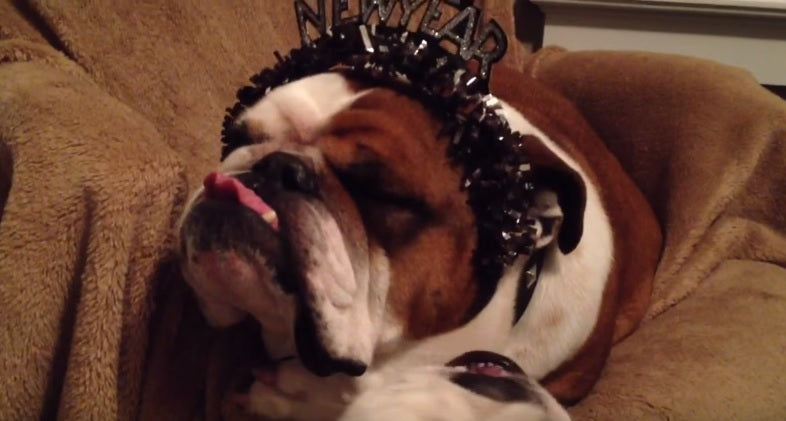 This English Bulldog Is Not Really A Fan Of New Year's Eve!
