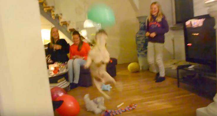 Video: Bulldog Skillfully Keeps Balloon From Hitting The Ground!