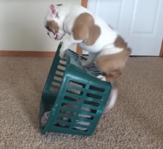 English Bulldog Puppy Is Having Fight Of His Life With The….Laundry Basket?