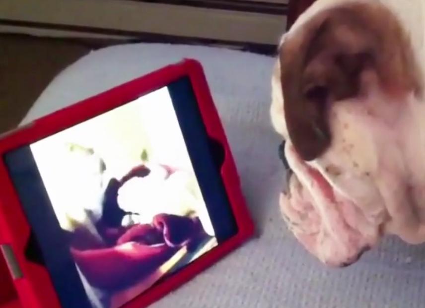 Genius Bulldog Learns To Replay Videos On iPad!