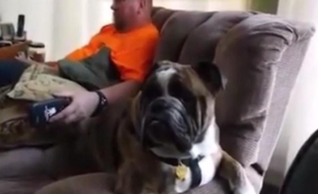 This Bulldog Has The Best Reaction When He Hears THIS Song!