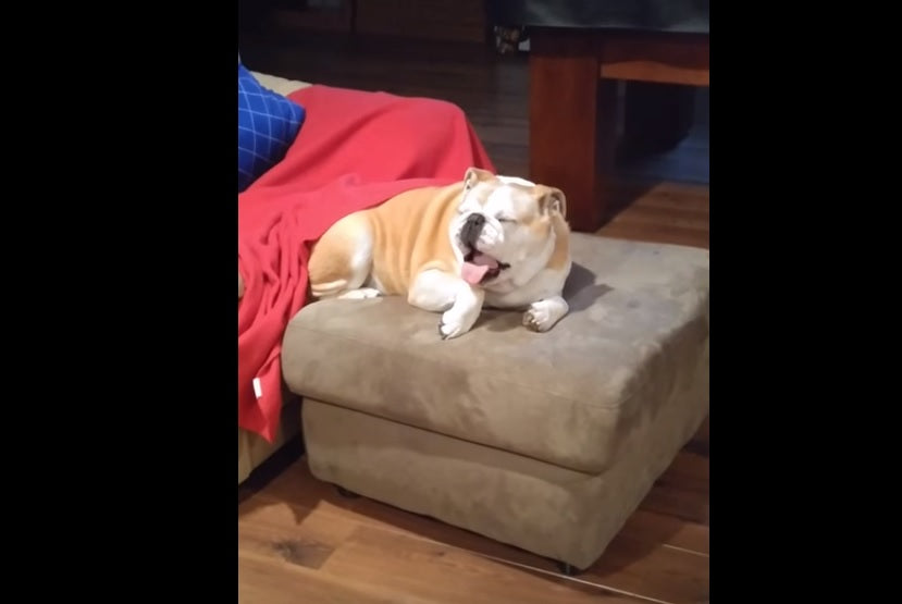 Cute Video: Sleepy English Bulldog Is Yawning!