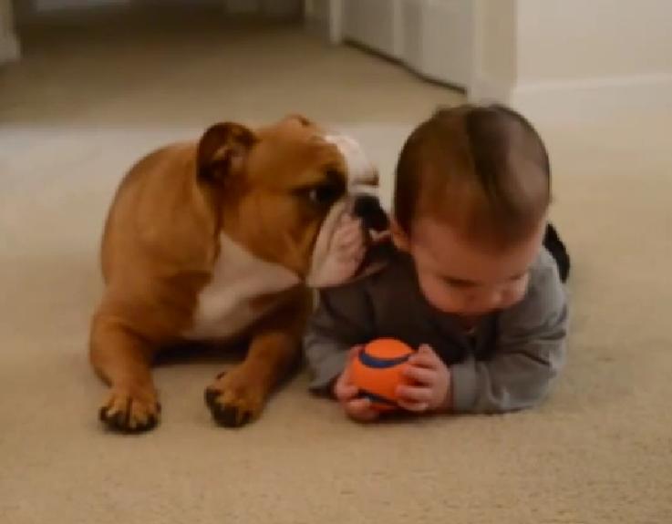 Gorgeous Little Baby Steals Toy From English Bulldog And His Reaction Is Awesome!