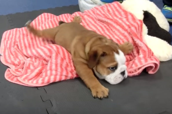 Bulldog Puppy With Swimmer Syndrome Learns To Walk On His Own! – A Dog ...