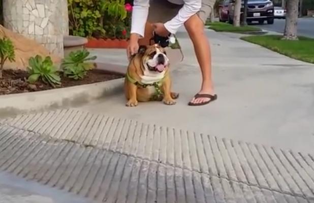 You Will Never Believe What This Bulldog Did During His Long Walk!