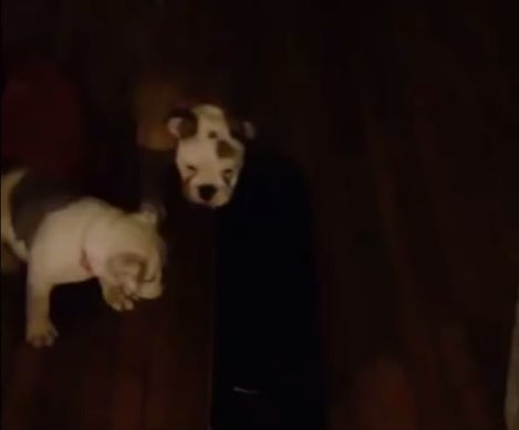 This Little Bulldog Just Discovered A Skateboard For The First Time!