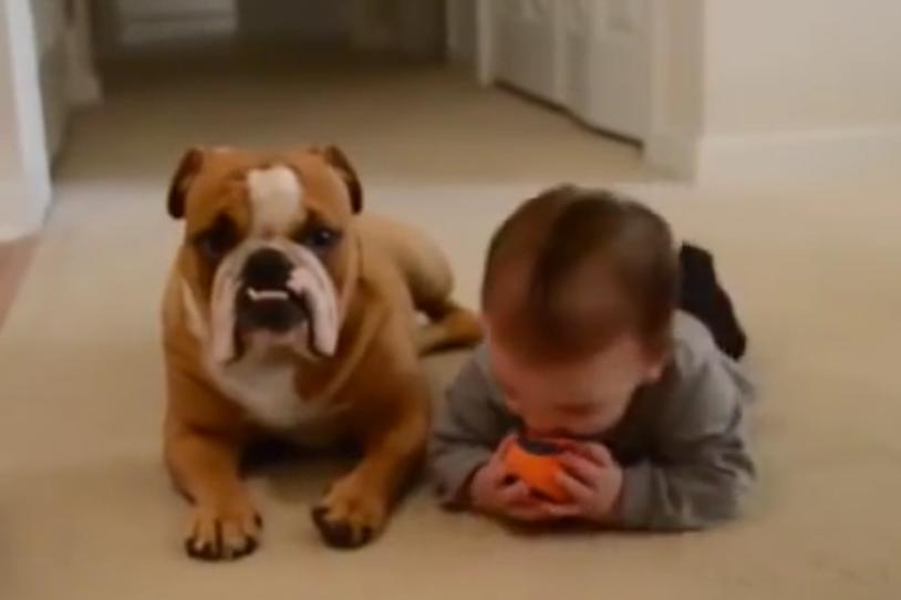 Video: Bulldog Puppy And Baby Are Best Buddies!