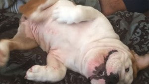 Silly Scratching Bulldog Makes The Funniest Chicken-Like Noises!