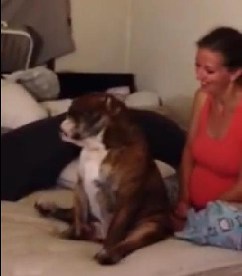 This English Bulldog Does The Sweetest Thing Ever When He Sees His Mom Dancing!