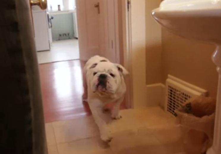 This Bulldog Is One Of The Smartest Dogs We’ve Ever Seen!