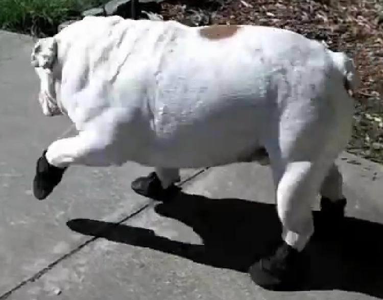 This English Bulldog Walking In His New Boots Is Extremely Cute!