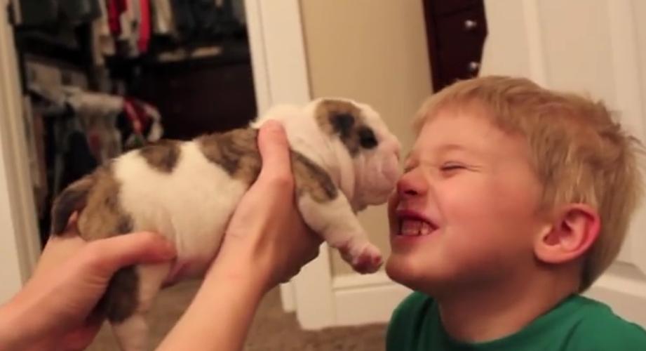 Awww! Cute English Bulldog Puppy Kisses Little Boy!