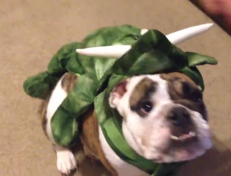 This Bulldog Puppy Has The Best Halloween Costume Ever!