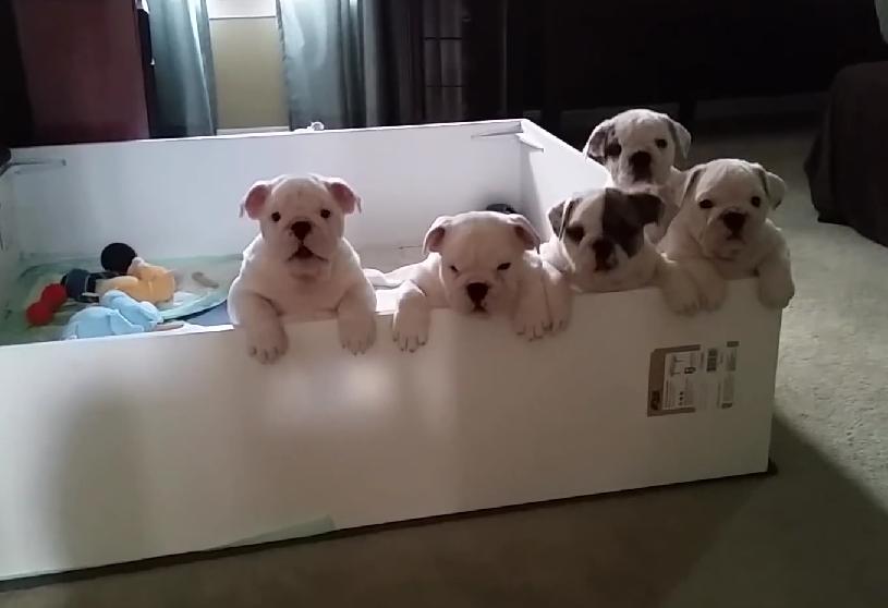 These English Bulldog Puppies Crying For Their Mom Will Make You Tear Up!