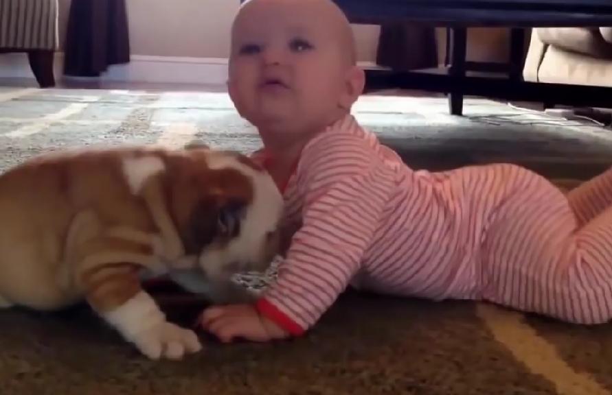 Gorgeous English Bulldogs and Babies Video Compilation!