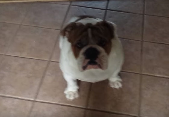 Funny English Bulldog Admits To Farting!
