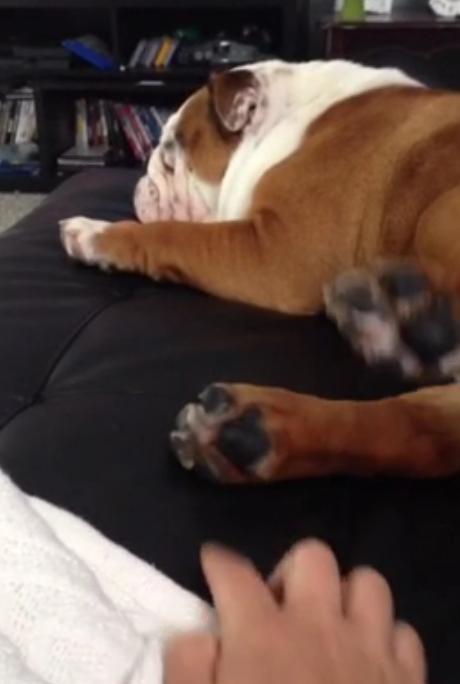 This Awesome Bulldog Has The Most Adorable Reaction To Being Tickled!