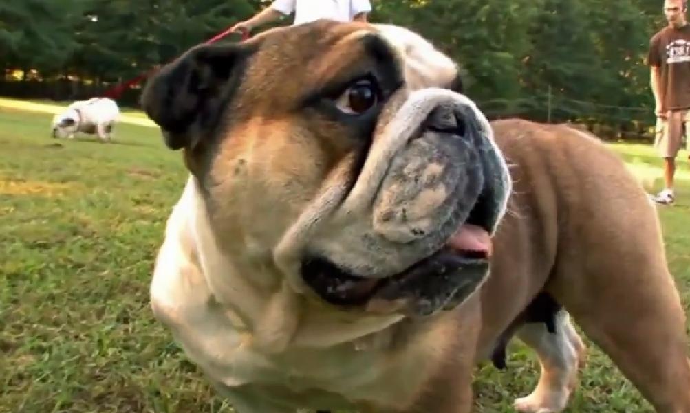 Everything You Need To Know About English Bulldogs Explained In One Video!