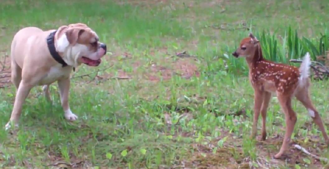 English Bulldog Is Having Some Fun Playing With Bambi!