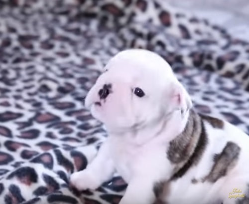 The Compilation You’re About To See Contains The Top 10 Cutest English Bulldog Videos…And It’s Definitely Worth Watching It!