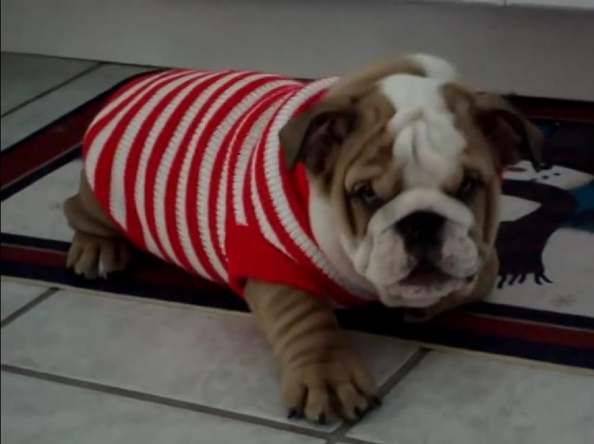 This Video Shows Why Bulldog Puppies Are The Cutest Puppies Ever!