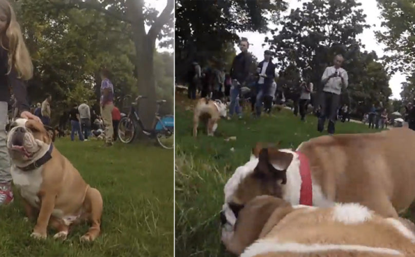 Every English Bulldog Parent Would Love To Be A Part Of This Bulldog Convention!