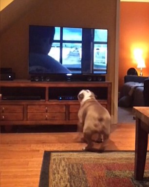 This English Bulldog Is Watching Budweiser Advert And Even Pawing The TV Screen In Excitement!