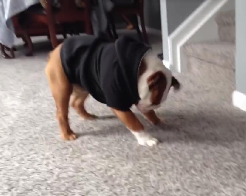 Michael Jackson Was An Idol To Millions Of Peoples….And Also To This English Bulldog Doing The Moonwalk Dance!