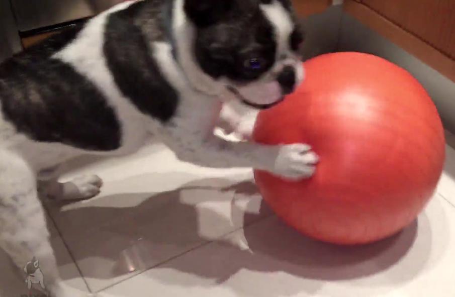 Video: This Bulldog Is Obsessed With A Big Orange Ball!