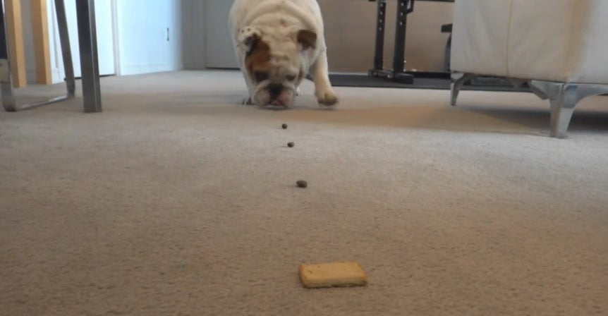 This English Bulldog Is Following A Trail Of Treats To Get To His Delicious Snack!