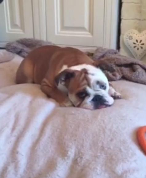 Bulldog Delivers The Cutest Surprise Attack Ever!