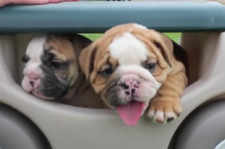 Video Titled “Cutest English Bulldog Puppies EVER” Will Make Your Day!