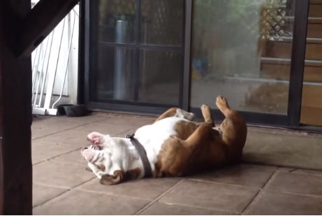 Rescued English Bulldog Falls Asleep Belly Up Now That She Is Living The Good Life!