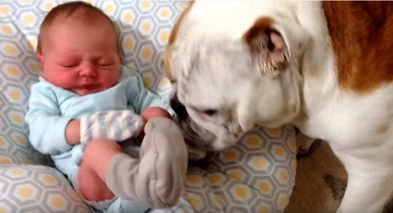 Two English Bulldogs Meet Their Baby Brother And Can't Get Enough!