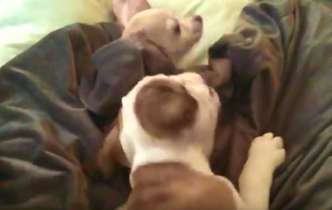 The Battle Is On! English Bulldog Is Wrestling A Chihuahua!