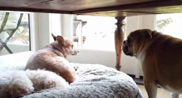Bulldog Throws World’s Cutest Temper Tantrum After His Bed Is Stolen!