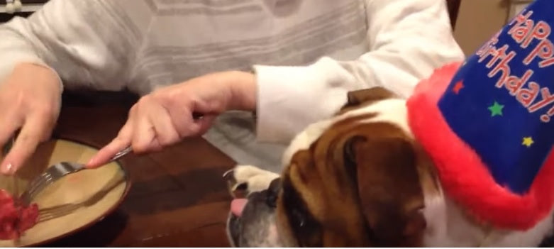This English Bulldog Just Can’t Wait To Eat His Birthday Steak!