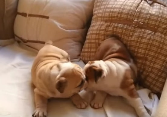 These Adorable English Bulldog Puppies Playing Will Warm Your Heart!