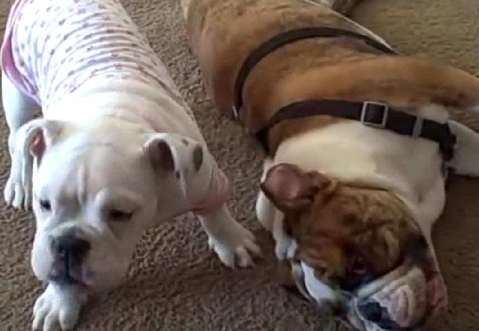 This English Bulldog Puppy Has No Mercy For Her Big Brother!