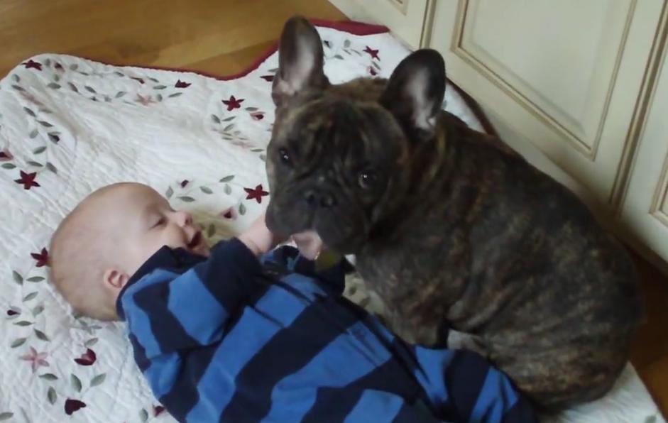 This Amazing Bulldog Watches Over His Baby Brother!