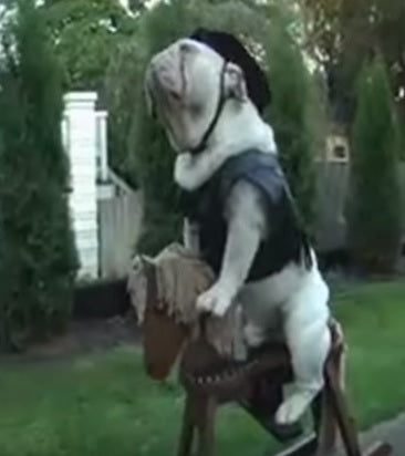 Hilariously Talented English Bulldog Takes A Ride On A Rocking Horse!
