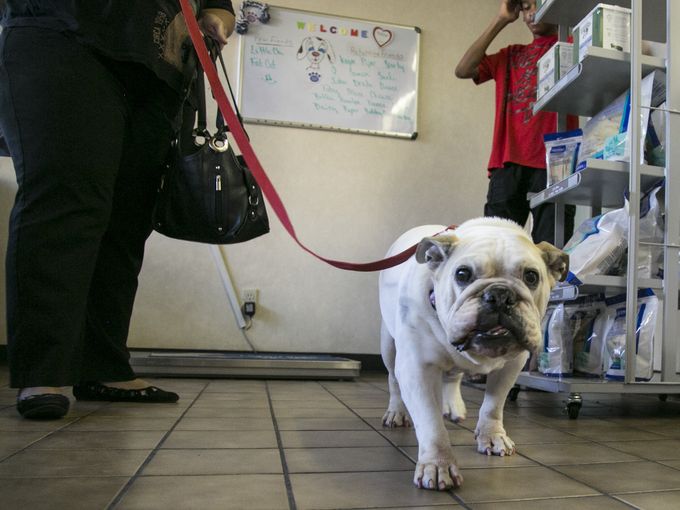 Video: English Bulldog Stolen 8 Years Ago Finally Returned To Owner!