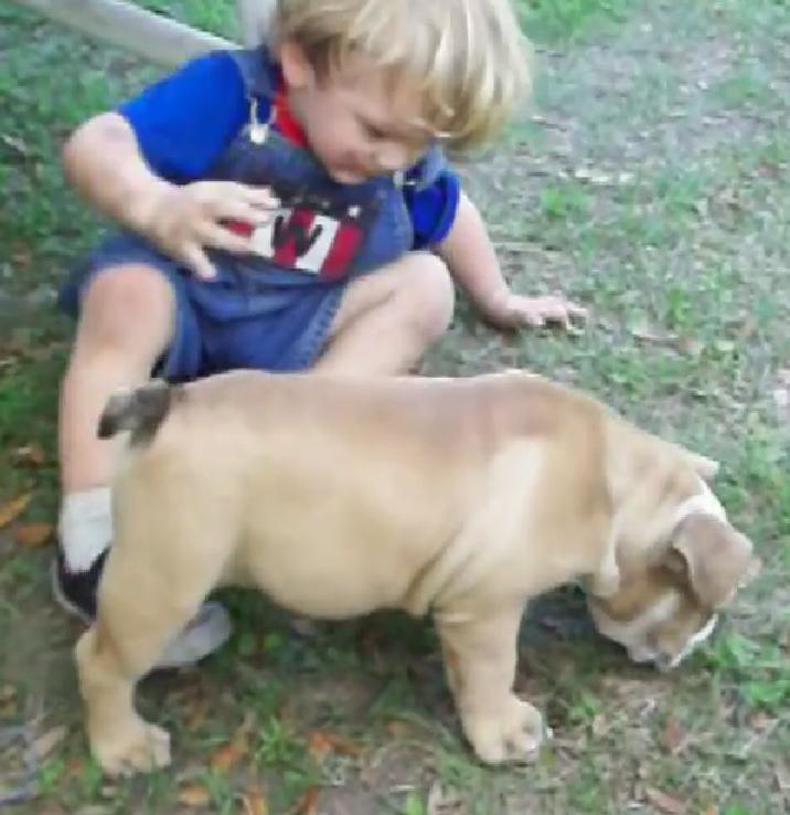 This Little Kid And His English Bulldog Puppy Are Destined To Become Future Best Buddies!